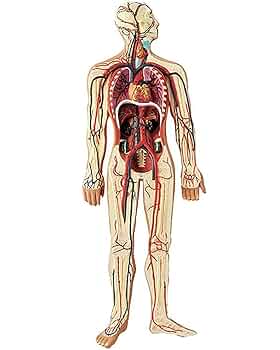 人体模型 全身血管モデル 1/2 71T+F2wrdIL._UF350,350_QL50_.jpg